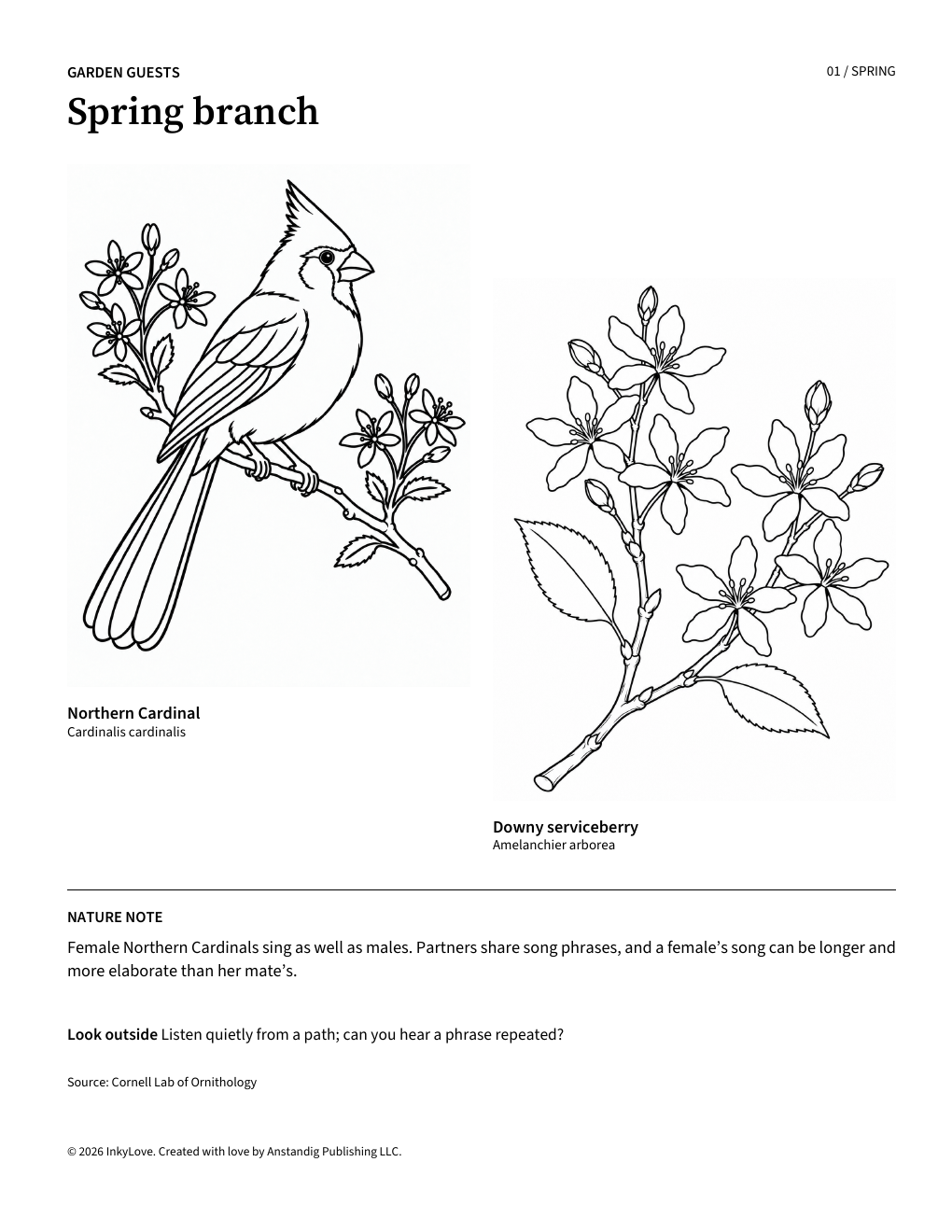 A Northern Cardinal study beside a separate downy serviceberry close-up.