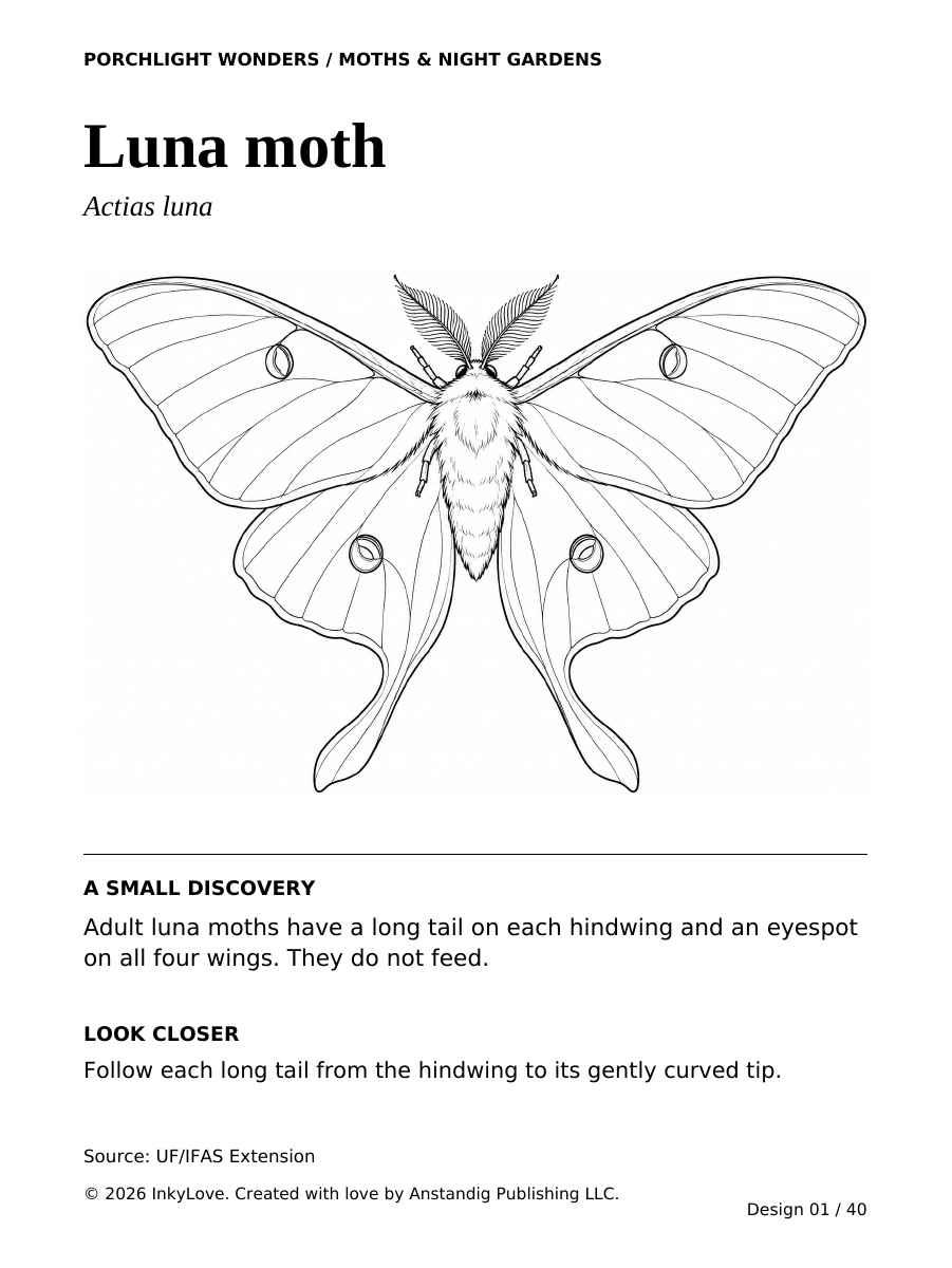 Actual Luna moth coloring page from Porchlight Wonders