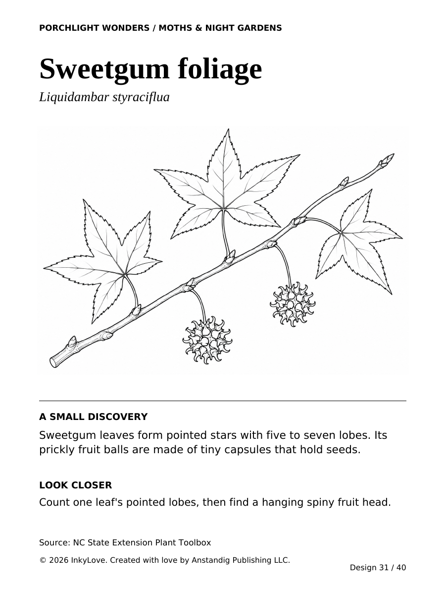 Actual Sweetgum foliage coloring page from Porchlight Wonders
