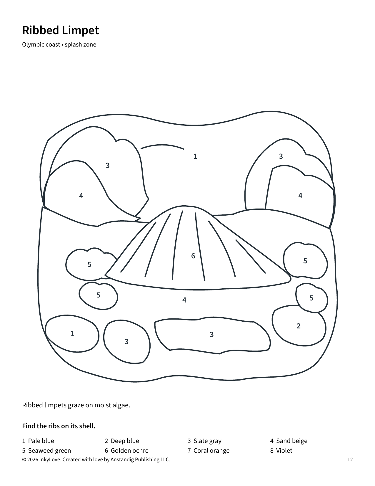Actual Ribbed Limpet coloring page, with a numbered shell and rocky surroundings